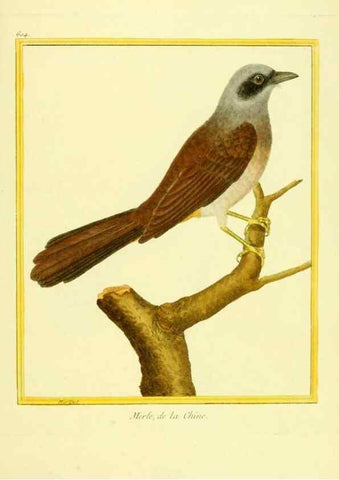 Reproducción/Reproduction 49639562558: Planches enluminées d'histoire naturelle. Paris? :s.n.,1765-1783?. 