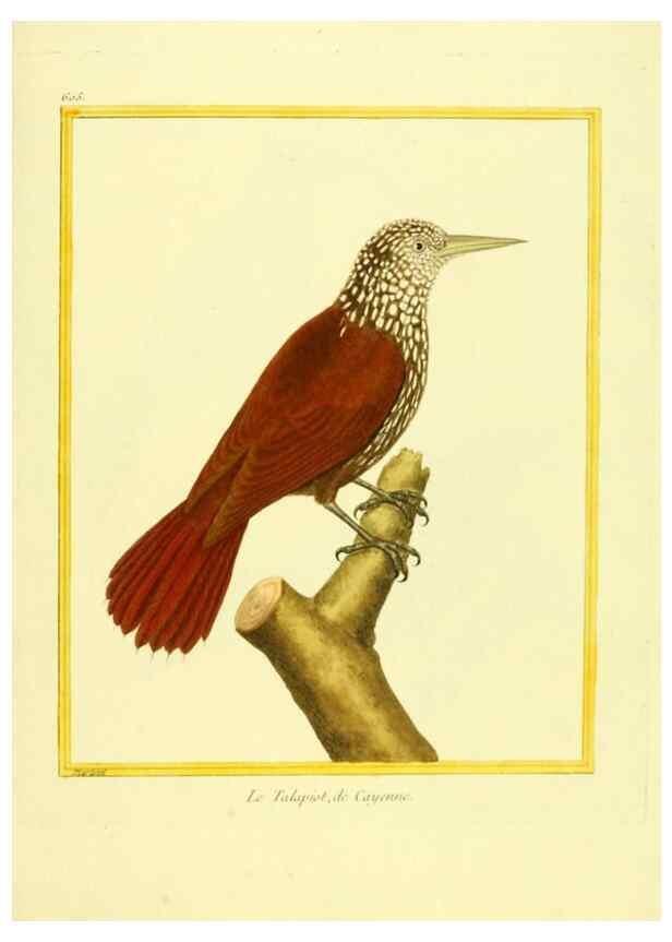 Reproducción/Reproduction 49640086076: Planches enluminées d'histoire naturelle. Paris? :s.n.,1765-1783?. 