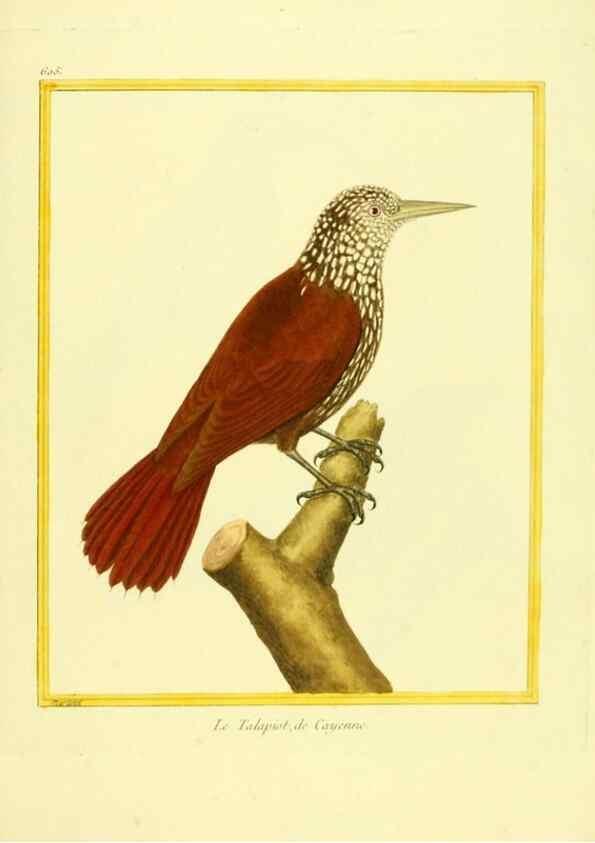 Reproducción/Reproduction 49640086076: Planches enluminées d'histoire naturelle. Paris? :s.n.,1765-1783?. 