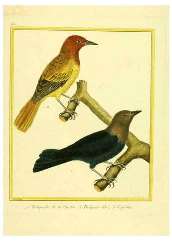 Reproducción/Reproduction 49639563018: Planches enluminées d'histoire naturelle. Paris? :s.n.,1765-1783?. 