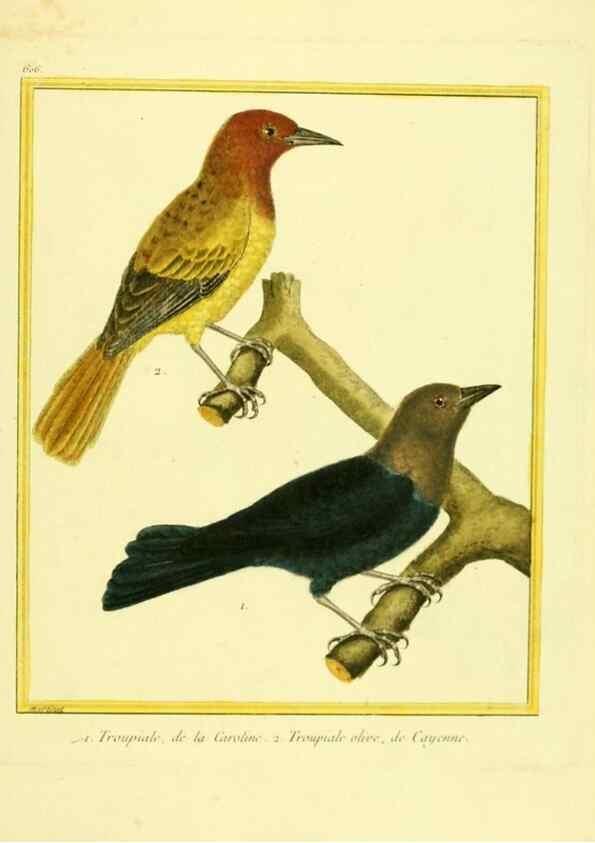 Reproducción/Reproduction 49639563018: Planches enluminées d'histoire naturelle. Paris? :s.n.,1765-1783?. 