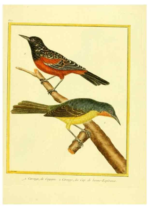 Reproducción/Reproduction 49639563243: Planches enluminées d'histoire naturelle. Paris? :s.n.,1765-1783?. 