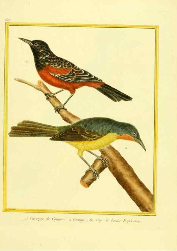 Reproducción/Reproduction 49639563243: Planches enluminées d'histoire naturelle. Paris? :s.n.,1765-1783?. 