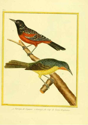 Reproducción/Reproduction 49639563243: Planches enluminées d'histoire naturelle. Paris? :s.n.,1765-1783?. 
