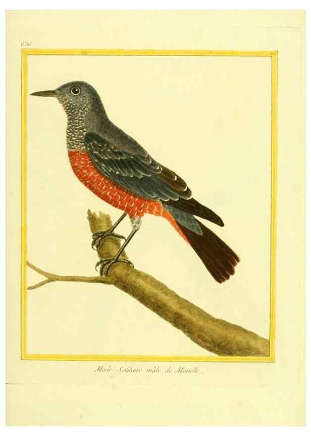 Reproducción/Reproduction 49640367472: Planches enluminées d'histoire naturelle. Paris? :s.n.,1765-1783?. 