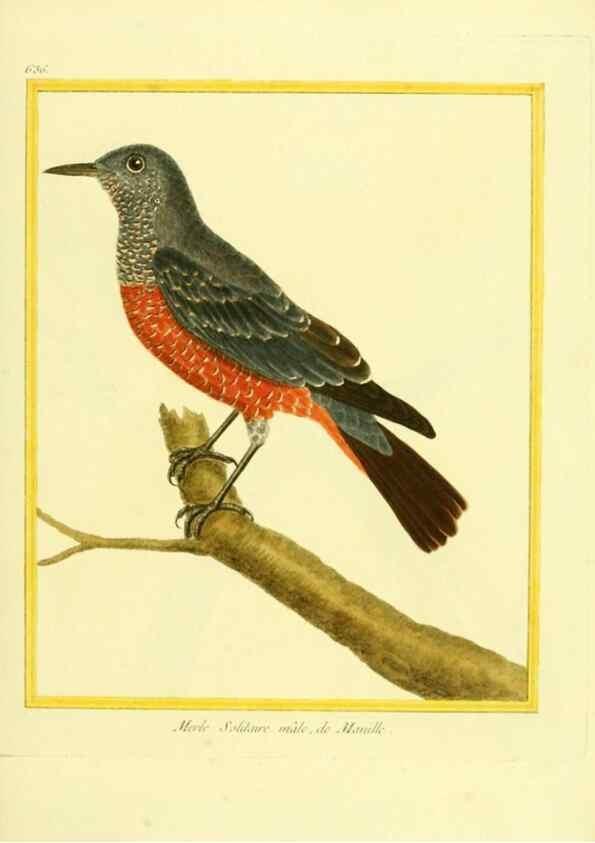 Reproducción/Reproduction 49640367472: Planches enluminées d'histoire naturelle. Paris? :s.n.,1765-1783?. 