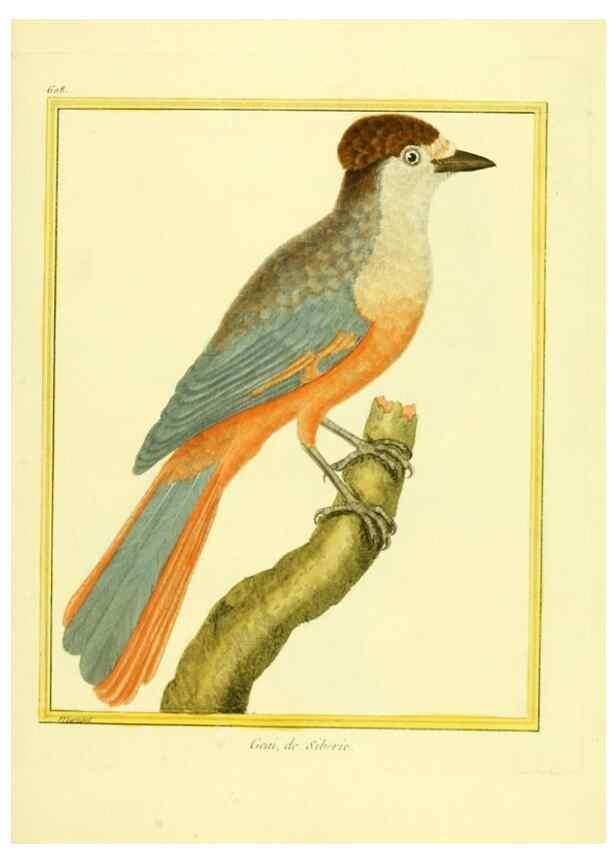 Reproducción/Reproduction 49640086956: Planches enluminées d'histoire naturelle. Paris? :s.n.,1765-1783?. 