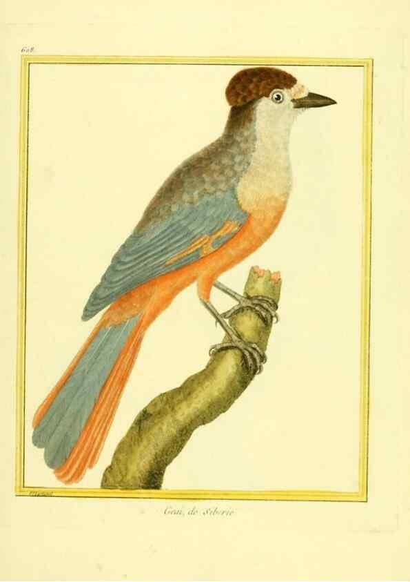 Reproducción/Reproduction 49640086956: Planches enluminées d'histoire naturelle. Paris? :s.n.,1765-1783?. 