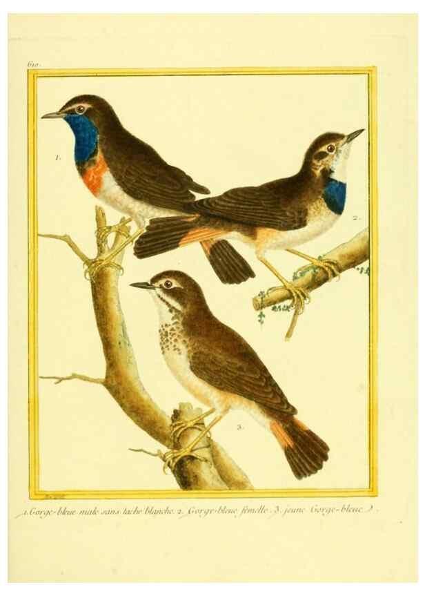 Reproducción/Reproduction 49640361222: Planches enluminées d'histoire naturelle. Paris? :s.n.,1765-1783?. 