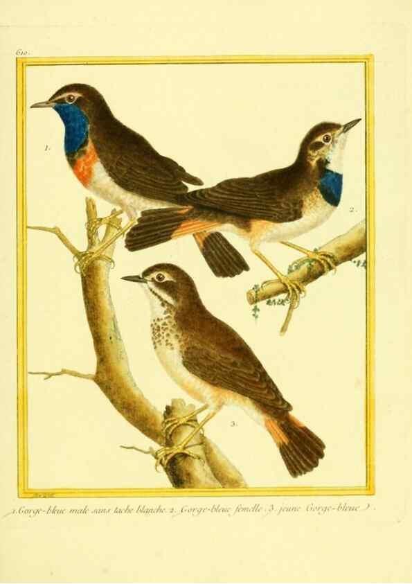 Reproducción/Reproduction 49640361222: Planches enluminées d'histoire naturelle. Paris? :s.n.,1765-1783?. 