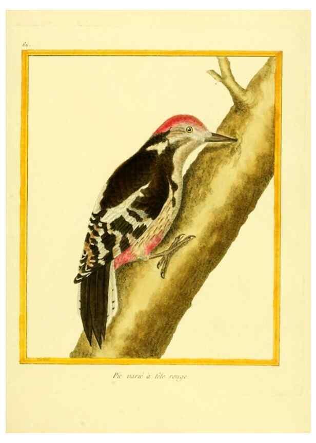 Reproducción/Reproduction 49639564313: Planches enluminées d'histoire naturelle. Paris? :s.n.,1765-1783?. 