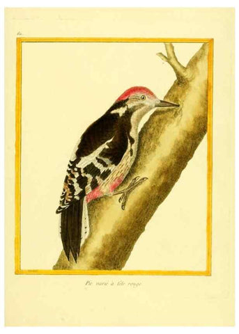 Reproducción/Reproduction 49639564313: Planches enluminées d'histoire naturelle. Paris? :s.n.,1765-1783?. 