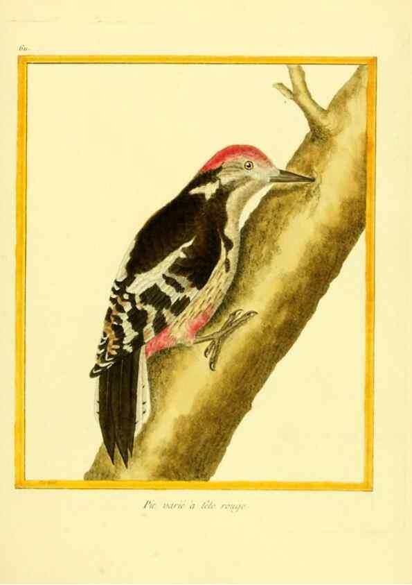 Reproducción/Reproduction 49639564313: Planches enluminées d'histoire naturelle. Paris? :s.n.,1765-1783?. 