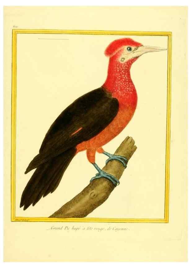 Reproducción/Reproduction 49640088216: Planches enluminées d'histoire naturelle. Paris? :s.n.,1765-1783?. 