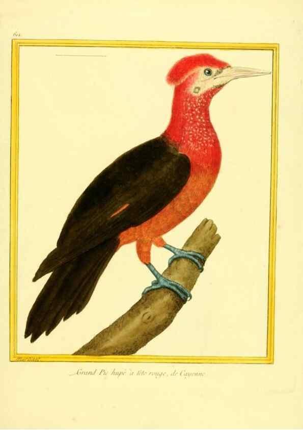 Reproducción/Reproduction 49640088216: Planches enluminées d'histoire naturelle. Paris? :s.n.,1765-1783?. 