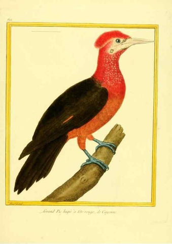 Reproducción/Reproduction 49640088216: Planches enluminées d'histoire naturelle. Paris? :s.n.,1765-1783?. 