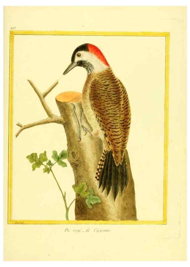 Reproducción/Reproduction 49640361992: Planches enluminées d'histoire naturelle. Paris? :s.n.,1765-1783?. 