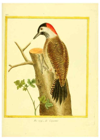 Reproducción/Reproduction 49640361992: Planches enluminées d'histoire naturelle. Paris? :s.n.,1765-1783?. 