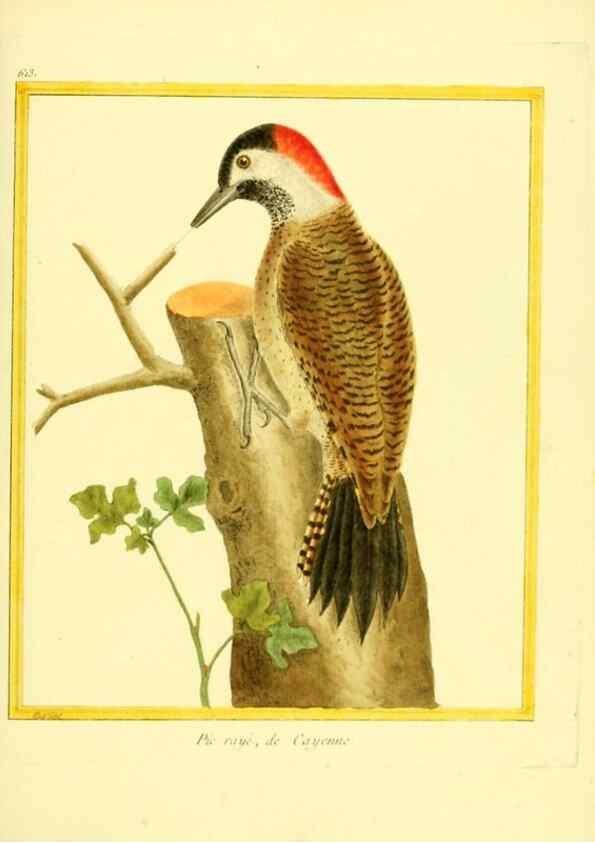 Reproducción/Reproduction 49640361992: Planches enluminées d'histoire naturelle. Paris? :s.n.,1765-1783?. 