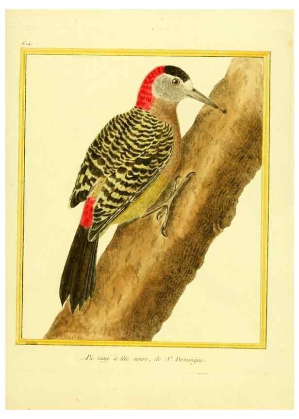 Reproducción/Reproduction 49639565223: Planches enluminées d'histoire naturelle. Paris? :s.n.,1765-1783?. 