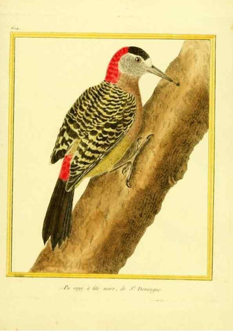Reproducción/Reproduction 49639565223: Planches enluminées d'histoire naturelle. Paris? :s.n.,1765-1783?. 