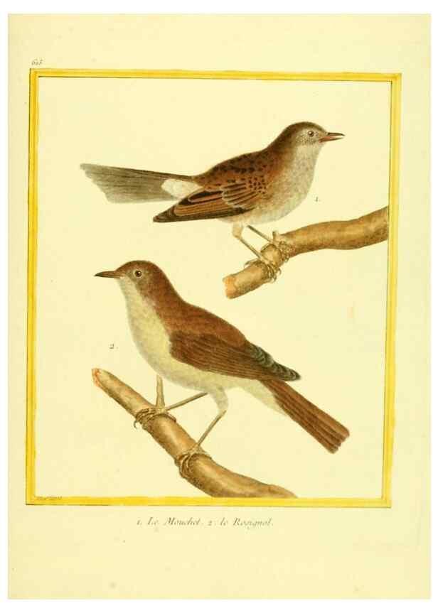 Reproducción/Reproduction 49640089136: Planches enluminées d'histoire naturelle. Paris? :s.n.,1765-1783?. 