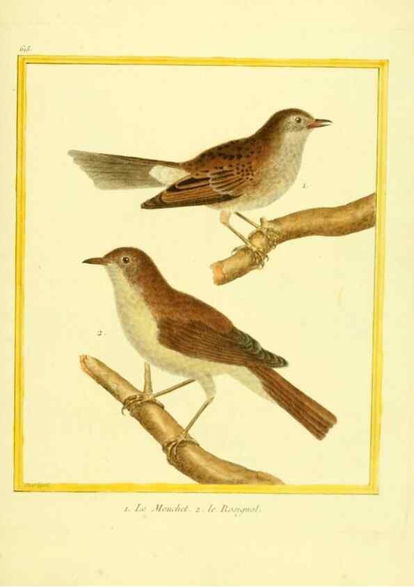 Reproducción/Reproduction 49640089136: Planches enluminées d'histoire naturelle. Paris? :s.n.,1765-1783?. 