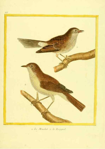 Reproducción/Reproduction 49640089136: Planches enluminées d'histoire naturelle. Paris? :s.n.,1765-1783?. 