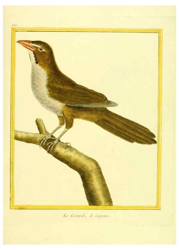 Reproducción/Reproduction 49640089426: Planches enluminées d'histoire naturelle. Paris? :s.n.,1765-1783?. 