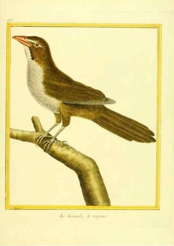 Reproducción/Reproduction 49640089426: Planches enluminées d'histoire naturelle. Paris? :s.n.,1765-1783?. 