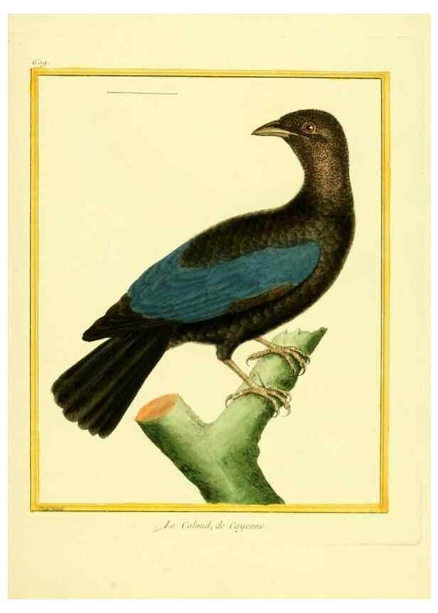 Reproducción/Reproduction 49640360972: Planches enluminées d'histoire naturelle. Paris? :s.n.,1765-1783?. 