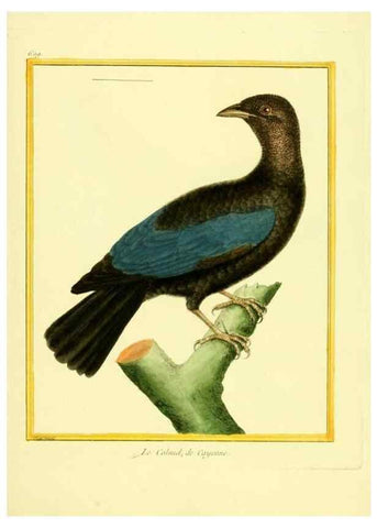 Reproducción/Reproduction 49640360972: Planches enluminées d'histoire naturelle. Paris? :s.n.,1765-1783?. 