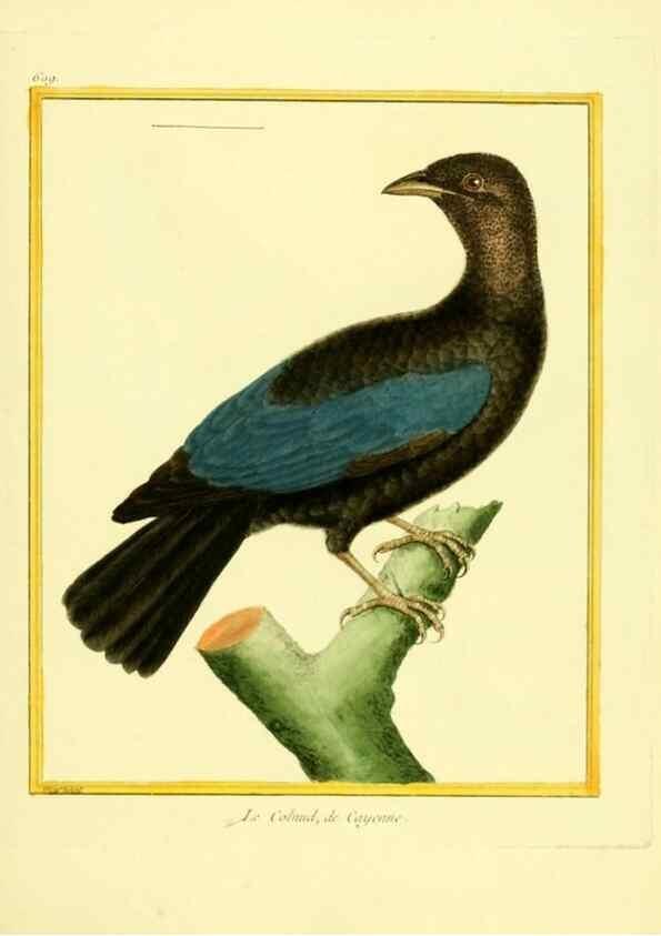 Reproducción/Reproduction 49640360972: Planches enluminées d'histoire naturelle. Paris? :s.n.,1765-1783?. 