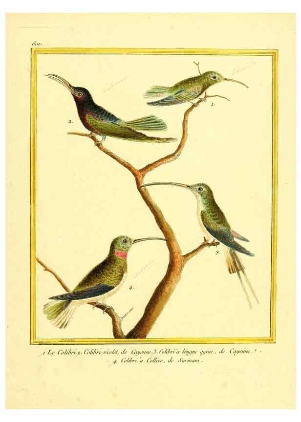 Reproducción/Reproduction 49639507533: Planches enluminées d'histoire naturelle. Paris? :s.n.,1765-1783?. 