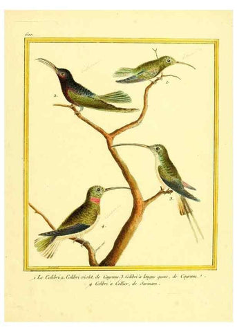 Reproducción/Reproduction 49639507533: Planches enluminées d'histoire naturelle. Paris? :s.n.,1765-1783?. 