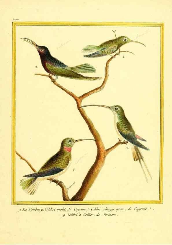 Reproducción/Reproduction 49639507533: Planches enluminées d'histoire naturelle. Paris? :s.n.,1765-1783?. 