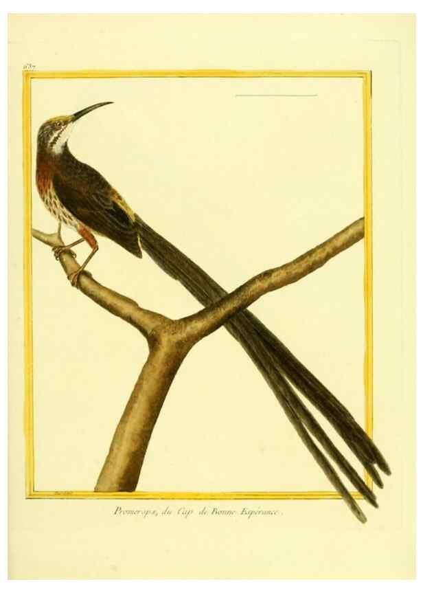 Reproducción/Reproduction 49639571168: Planches enluminées d'histoire naturelle. Paris? :s.n.,1765-1783?. 