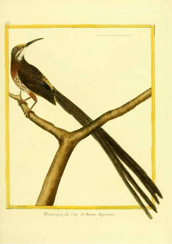 Reproducción/Reproduction 49639571168: Planches enluminées d'histoire naturelle. Paris? :s.n.,1765-1783?. 