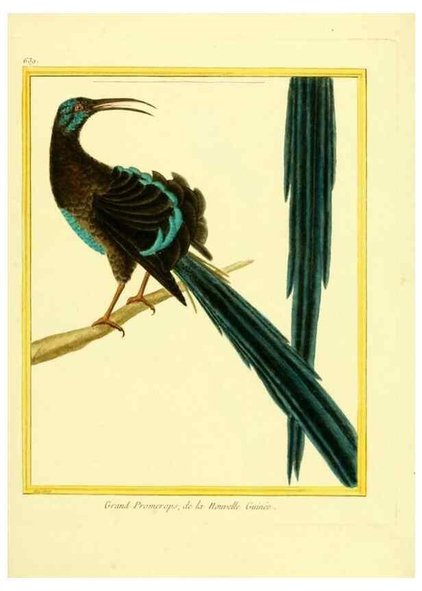 Reproducción/Reproduction 49640368172: Planches enluminées d'histoire naturelle. Paris? :s.n.,1765-1783?. 