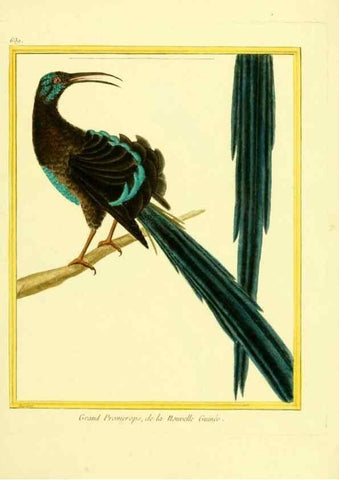 Reproducción/Reproduction 49640368172: Planches enluminées d'histoire naturelle. Paris? :s.n.,1765-1783?. 