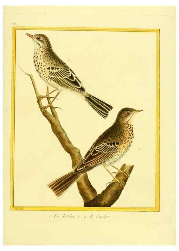 Reproducción/Reproduction 49640373197: Planches enluminées d'histoire naturelle. Paris? :s.n.,1765-1783?. 