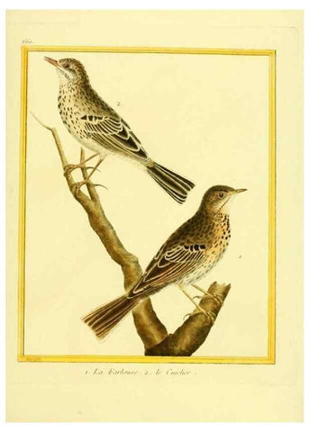 Reproducción/Reproduction 49640373197: Planches enluminées d'histoire naturelle. Paris? :s.n.,1765-1783?. 