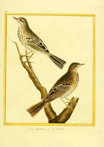 Reproducción/Reproduction 49640373197: Planches enluminées d'histoire naturelle. Paris? :s.n.,1765-1783?. 