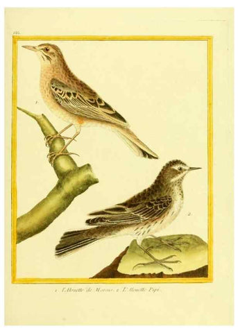 Reproducción/Reproduction 49639576833: Planches enluminées d'histoire naturelle. Paris? :s.n.,1765-1783?. 