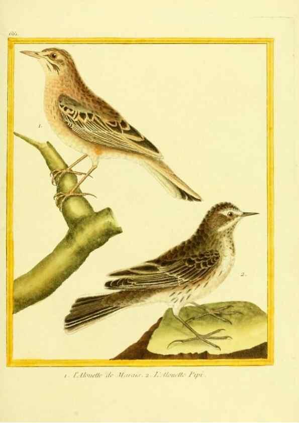 Reproducción/Reproduction 49639576833: Planches enluminées d'histoire naturelle. Paris? :s.n.,1765-1783?. 