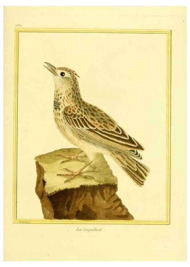 Reproducción/Reproduction 49639576978: Planches enluminées d'histoire naturelle. Paris? :s.n.,1765-1783?. 