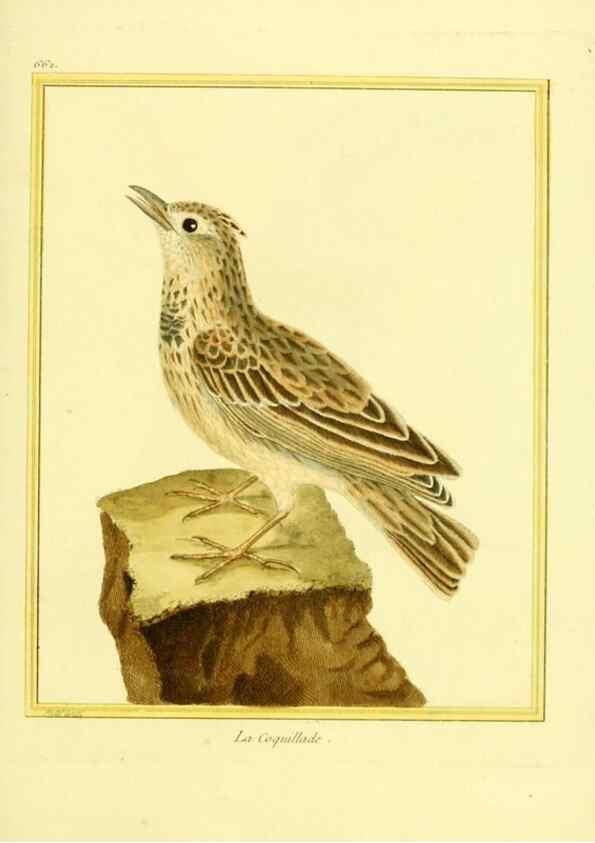 Reproducción/Reproduction 49639576978: Planches enluminées d'histoire naturelle. Paris? :s.n.,1765-1783?. 