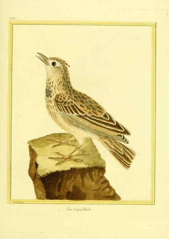 Reproducción/Reproduction 49639576978: Planches enluminées d'histoire naturelle. Paris? :s.n.,1765-1783?. 