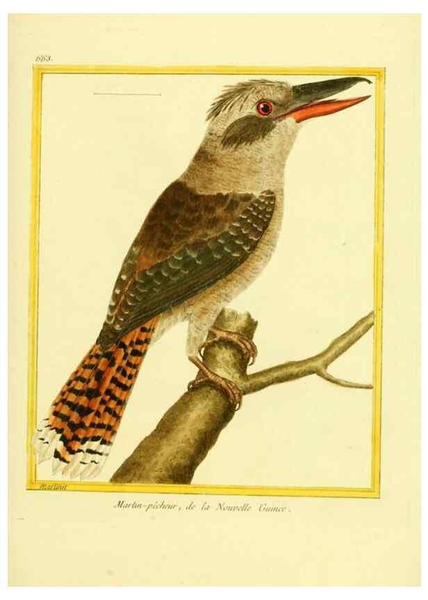 Reproducción/Reproduction 49639577203: Planches enluminées d'histoire naturelle. Paris? :s.n.,1765-1783?. 
