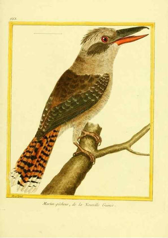 Reproducción/Reproduction 49639577203: Planches enluminées d'histoire naturelle. Paris? :s.n.,1765-1783?. 